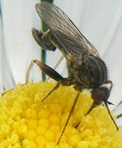 Empis femorata